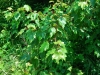 Acer rubrum, Red Maple
