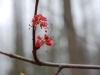 Acer rubrum, Red Maple