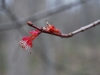 Acer rubrum, Red Maple