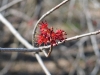 Acer rubrum, Red Maple