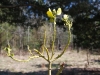 American Mistletoe