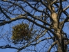 American Mistletoe-Photo by John Bunnell 2011