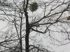 American Mistletoe-Photo by John Bunnell 2011