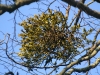 American Mistletoe-Photo by John Bunnell 2011