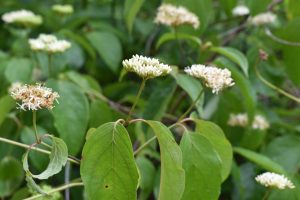 Plant of the Month
