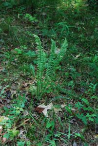 <p>Guess This Plant</p>
